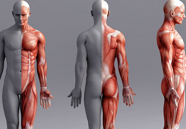 耀登 Sim4Life 教學平台-生醫電磁模擬&教學資源｜網頁設計、網站架設