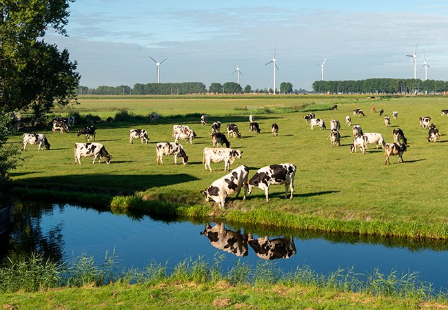 台紐乳品-世界乳品集團｜網頁設計、網站架設