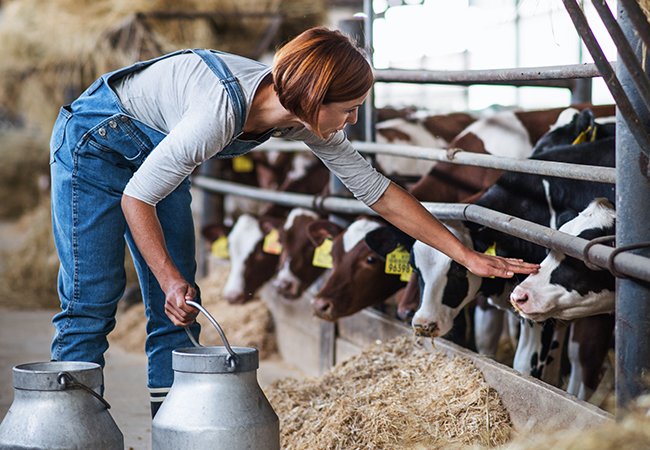 Stolle 海蓮產業-乳品科學研發｜網頁設計、網站架設